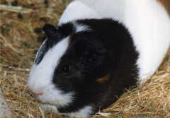 Picture of Guinza