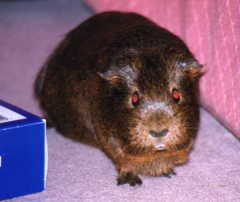 Inquisitive Hobnob