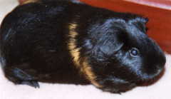 Picture of Tribble